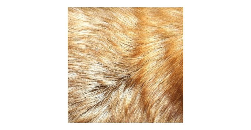Types of Fur